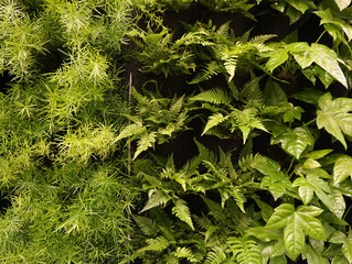 Floating plants ferns on wall, vertical garden indoors. Urban jungle concept. 