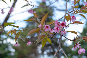 The beautiful pink cherry blossom flower on the tree in winter season, Chiang Mai, Thailand