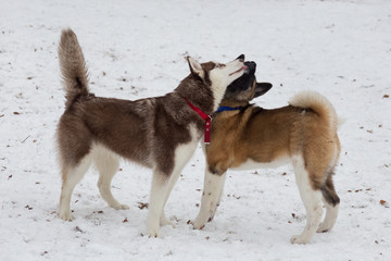 Cute american akita puppy and siberian husky puppy are playing in the winter park. Pet animals.