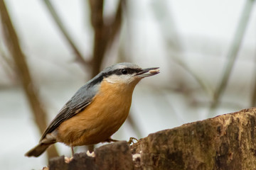 Nuthatch bird wildlife nature passerine