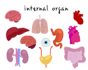 vector illustration, cartoon stylization of internal organs for medicine and children's encyclopedia about human health and device