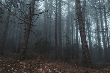 misty woods with fogs at winter
