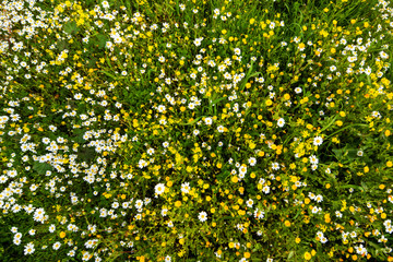 Top View Of Yellow And Daisy Flower Meadow, Green Grass, Spring Season