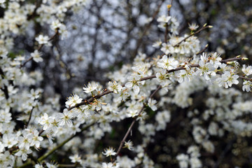 White Flowers on Tree Branches on Sunny Spring Day 