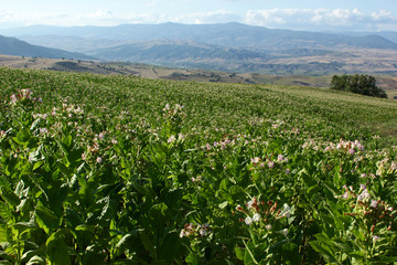 Fototapeta na wymiar Flowering tobacco plant in the pasture