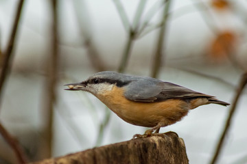 Nuthatch bird wildlife nature passerine