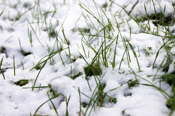 Green grass sprouts from under the snow