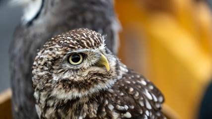 Close up of brown and white owl © WD Stock Photos