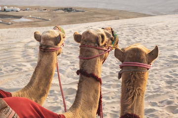 The background of camel at Desert Safari Camel Ride when the sunset in the evening as a landmark for desert activities in Al Wakrah, Qatar.