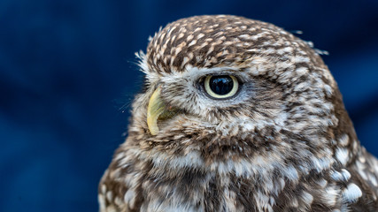 Close up of brown and white owl