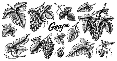 Bunch of grapes set. Berry leaves. Table fruit in vintage style. Hand drawn engraved outline sketch for banner, poster or label. Ingredient for wine and juice.