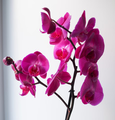 beautiful blooming purple Orchid on the windowsill