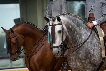 Dos caballos españoles gris y marrón ganadores de una competición de doma vaquera - obrazy, fototapety, plakaty