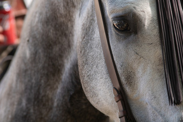 Ojo de un caballo español en Doma Vaquera