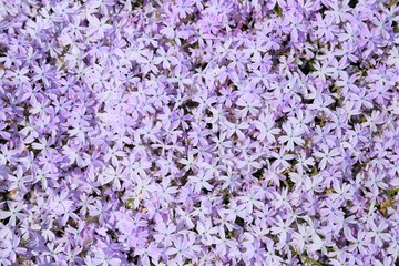 Phlox.