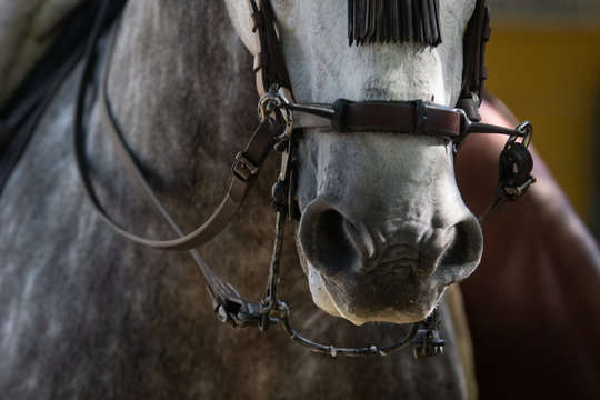 Hocico de un caballo con brida, riendas, bocado y muserola espa&ntilde;ola de doma vaquera