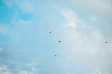 Nature sky landscape with birds.