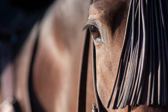 Ojo de un caballo espa&ntilde;ol en Doma Vaquera