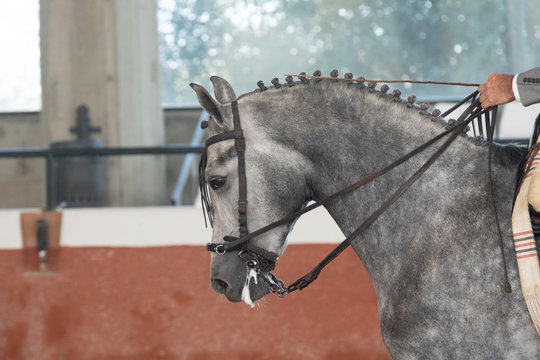 Retrato de un caballo hispano árabe joven compitiendo en España en Doma Vaquera