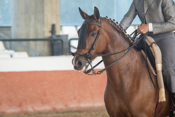 Naklejka na ściany i meble Retrato de la cabeza de un joven caballo hispano árabe castaño en Doma Vaquera