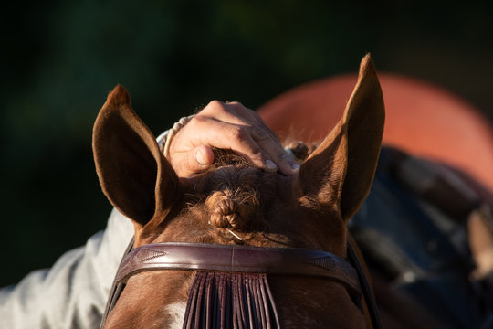 Una mano acaricia las orejas de un caballo de doma vaquera