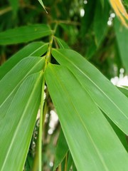 each leaf of the plant has a green color