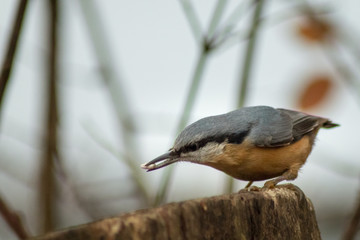 Eurasian nuthatch bird wildlife passerine