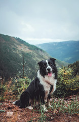 Fototapeta na wymiar Border Collie - happy dog in forest
