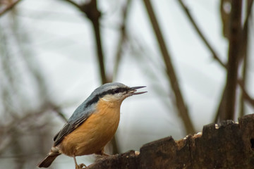 Eurasian nuthatch bird wildlife passerine