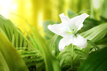 White lily flower with a green tropical leaf