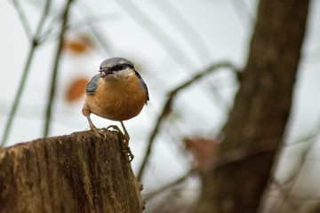 Eurasian nuthatch bird wildlife passerine