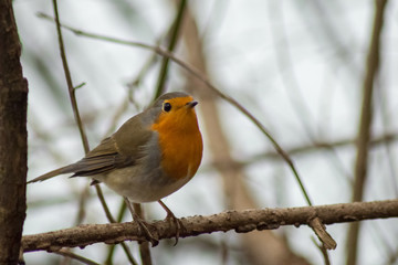 Robin bird wildlife passerine