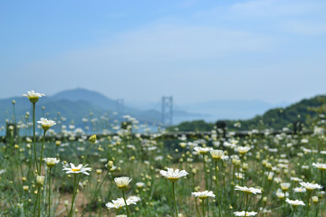 除虫菊と瀬戸内の島