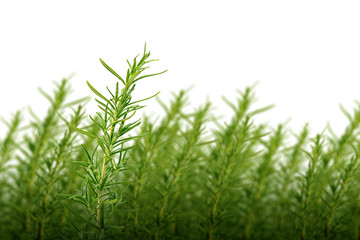 Tropical green leaves