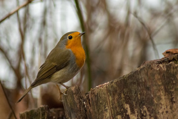 Robin bird wildlife passerine