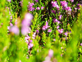Besenheide