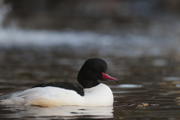 Smergo maggiore (Mergus merganser) maschio,primo piano nel lago