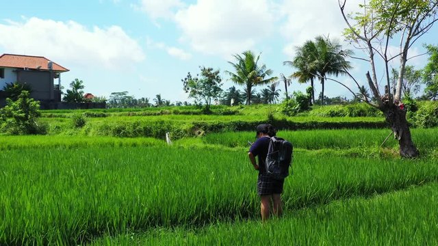 Asian Tourist woman with backpack taking photographs of green rice fields surrounded by village houses in Indonesia
