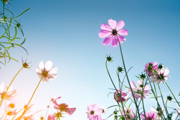 colorful cosmos flowers  on blue sky background