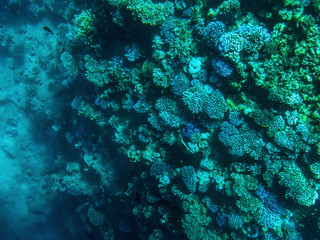 Naklejka na ściany i meble Coral reefs at the bottom of the Red Sea under water in Sharm El Sheikh (Egypt). Colorful green-blue-turquoise aqua background, abstract pattern of the underwater world