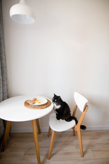 cat at the table