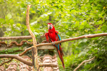 Scarlet Macaw, a colorful bird sitting on a branch in the forest. A beautiful parrot in a green habitat