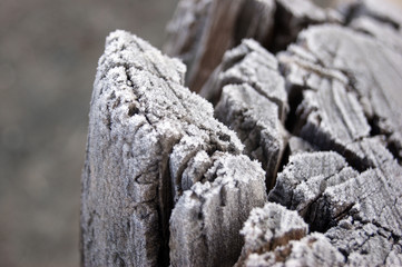 Selective focus of morning frost on the wooden stump in the park.