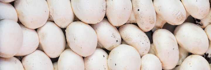 Fototapeta na wymiar Panoramic background of fresh whole white mushrooms