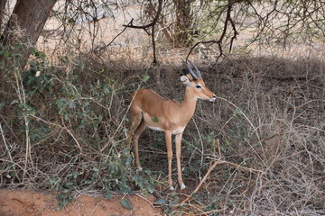 Naklejka premium Antilope