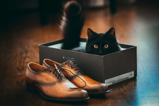 Black cat sitting in a black box with man`s leather shoes