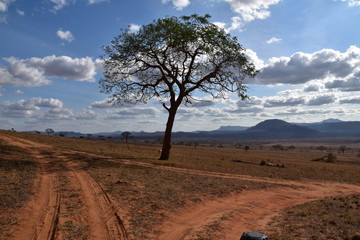 Africa tree
