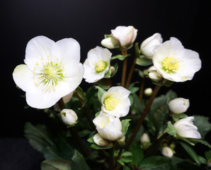 Naklejka na ściany i meble Christmas Rose – Helleborus niger – White flower is garden plant flowering in winter spring.