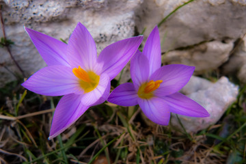 Zafferano (Crocus bulbocodium) - fioritura in primo piano