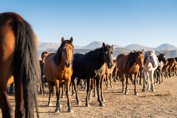 Fototapeta na wymiar Herd of wild horses silhouette. Very curious and friendly. wild horse portrait 